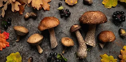 Introduction to Medicinal Mushrooms