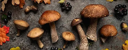 Introduction to Medicinal Mushrooms