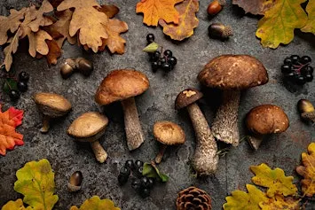 Introduction to Medicinal Mushrooms