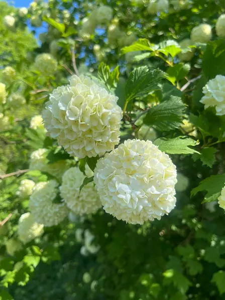 Community Mindful Walk in St Anne's Well Gardens,  Brighton
