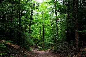 Forest Bathing in Bloomfield