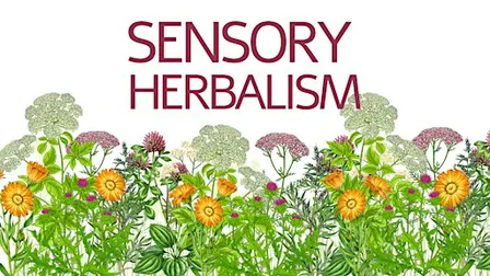 Sensory Plant Medicine Morning