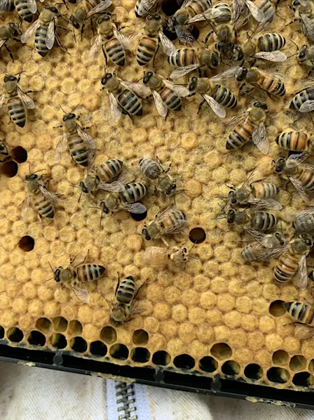 Beekeeping Workshops - Mite Treatment & Winter Prep