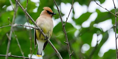 Fall Bird Walk- Saturday, September 19