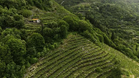 A Grape Odyssey: Greece's Lesser Known Wines