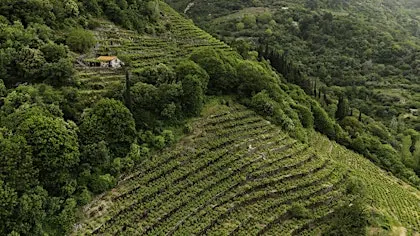 A Grape Odyssey: Greece's Lesser Known Wines
