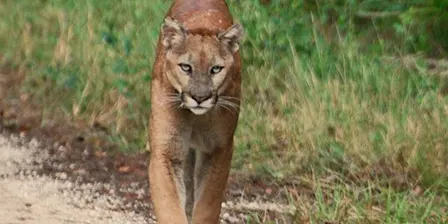 Wild Sarasota: Florida's Wild Cats