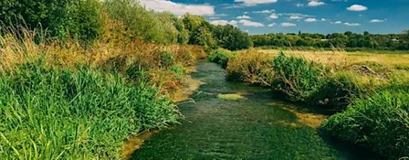 Guided walk at Winnall Moors Nature Reserve