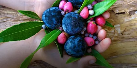 NaturallyGC Bushtucker of the Gardens