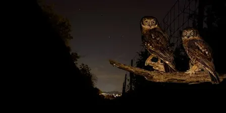 NaturallyGC Nocturnal Natives
