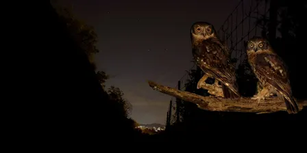 NaturallyGC Nocturnal Natives