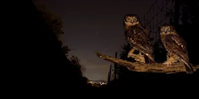 NaturallyGC Nocturnal Natives