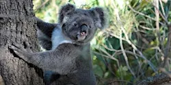 NaturallyGC Koala Count Conservation Walk