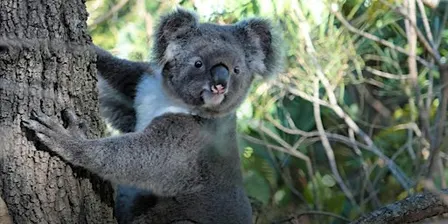 NaturallyGC Koala Count Conservation Walk