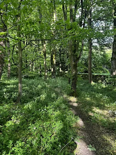 Drumming Through Nellie’s Wood