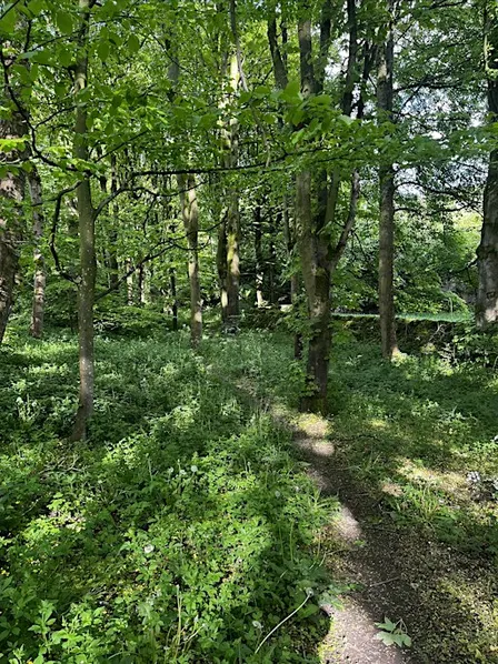 Drumming Through Nellie’s Wood