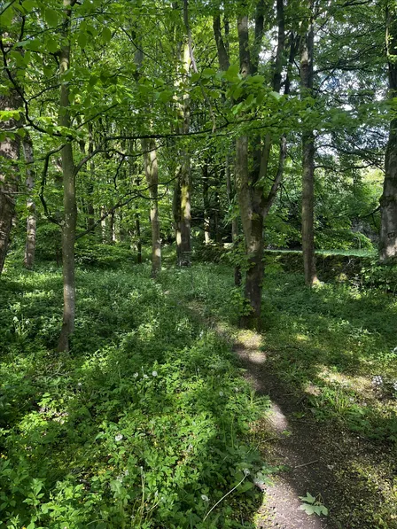 Drumming Through Nellie’s Wood
