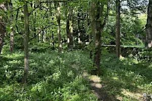 Drumming Through Nellie’s Wood