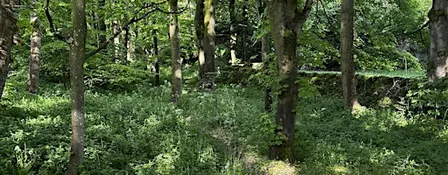 Drumming Through Nellie’s Wood