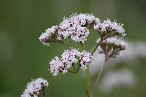 New Moon Medicine Making Series: Libra & Valerian