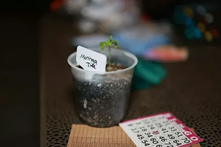 Books & Plant Bingo Night