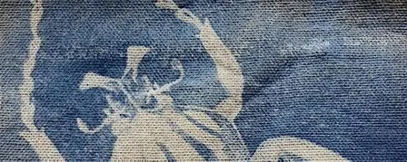 Cyanotype bugs & beetles