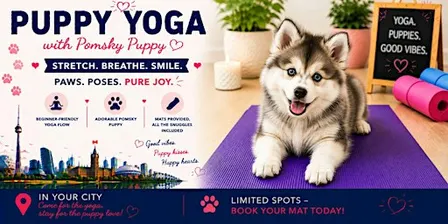 Pomsky Puppy Yoga in Hamilton/Stoney Creek