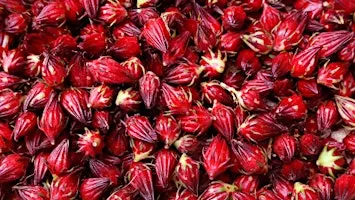 Remarkable Roselle: Exploring Edible Hibiscus in Central Florida- Part 2