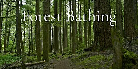 Forest bathing Series