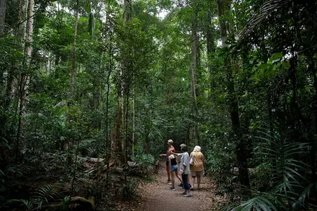 Meet the Rainforest Guided Walk