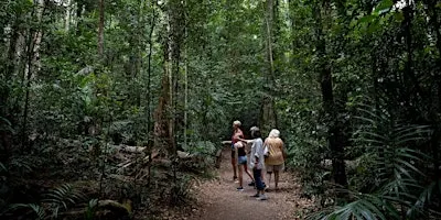 Meet the Rainforest Guided Walk