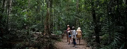 Meet the Rainforest Guided Walk