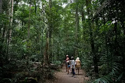Meet the Rainforest Guided Walk