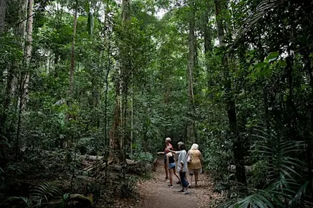 Meet the Rainforest Guided Walk