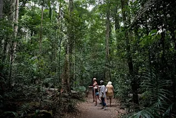 Meet the Rainforest Guided Walk