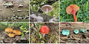 Fascinating Fungi at Haddo