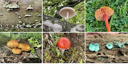 Fascinating Fungi at Haddo