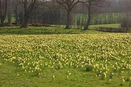 Water, community and daffodils
