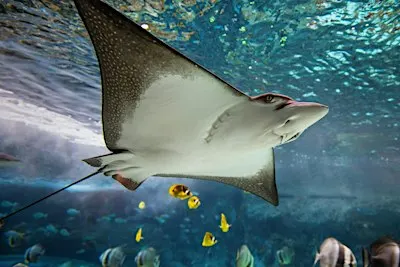 Above The Reef | Behind-the-Scenes Experience in Ocean Pavilion