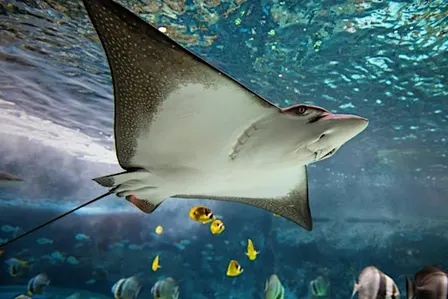 Above The Reef | Behind-the-Scenes Experience in Ocean Pavilion
