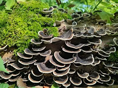 Fungi ID Walks - Saturdays Newbridge
