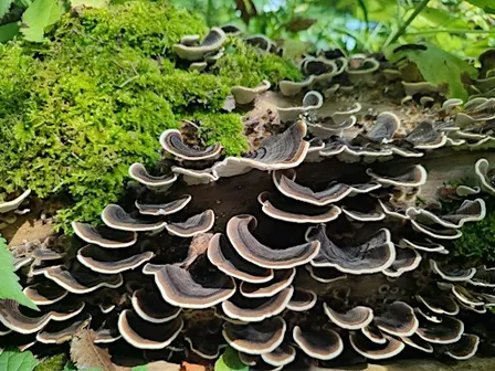 Fungi ID Walks - Saturdays Newbridge