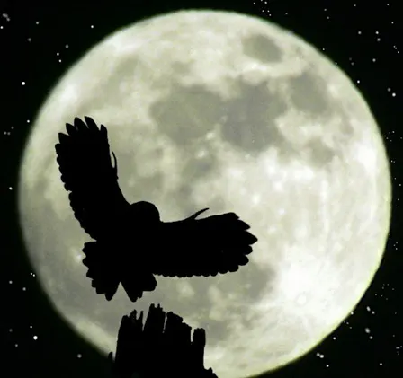 Crafty creatures of the night (Family event) NWT Hickling Broad