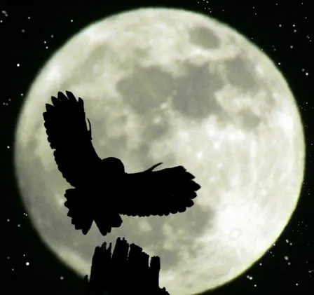 Crafty creatures of the night (Family event) NWT Hickling Broad