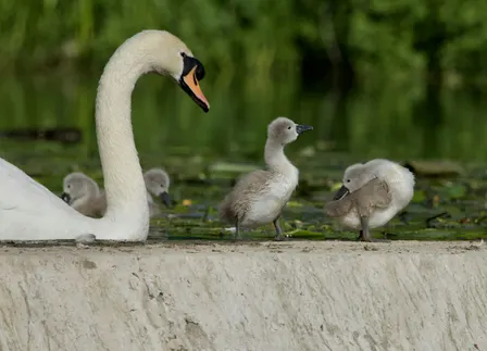Members-only guided walk at Trumpington Meadows