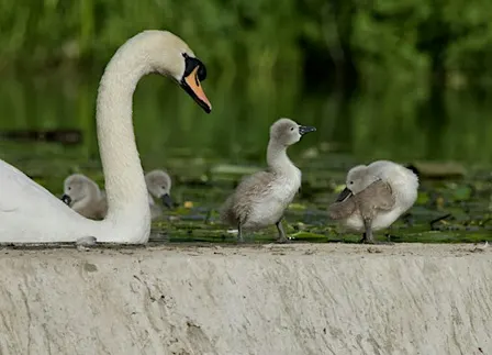 Members-only guided walk at Trumpington Meadows