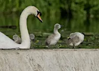 Members-only guided walk at Trumpington Meadows