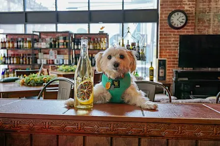 Paint Your Pet: A Creative Class with Atlanta Humane
