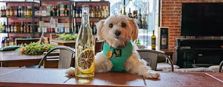 Paint Your Pet: A Creative Class with Atlanta Humane