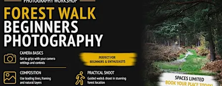 Forest Walk: Beginners Photography